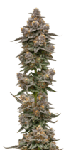 Blue Zeclair