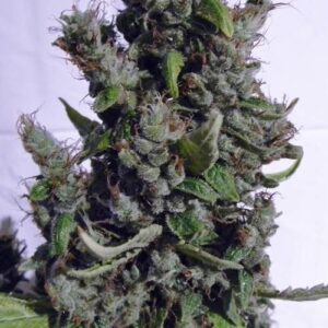 Boulder Bubblegum