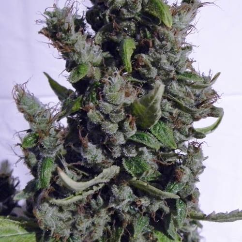 Boulder Bubblegum