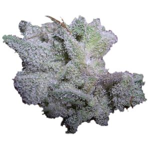 Brain Damage Auto