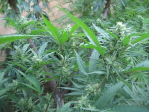 Brain's Choice reg.