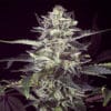 Brain Stroke Auto