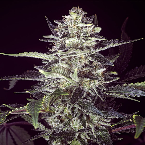 Brain Stroke Auto