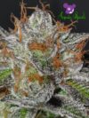 Bruce Banner #3 (Anesia Seeds)