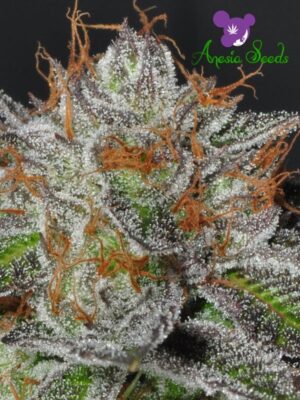 Bruce Banner #3 (Anesia Seeds)