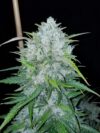 Bruce Banner #3 Auto (BSB Genetics)