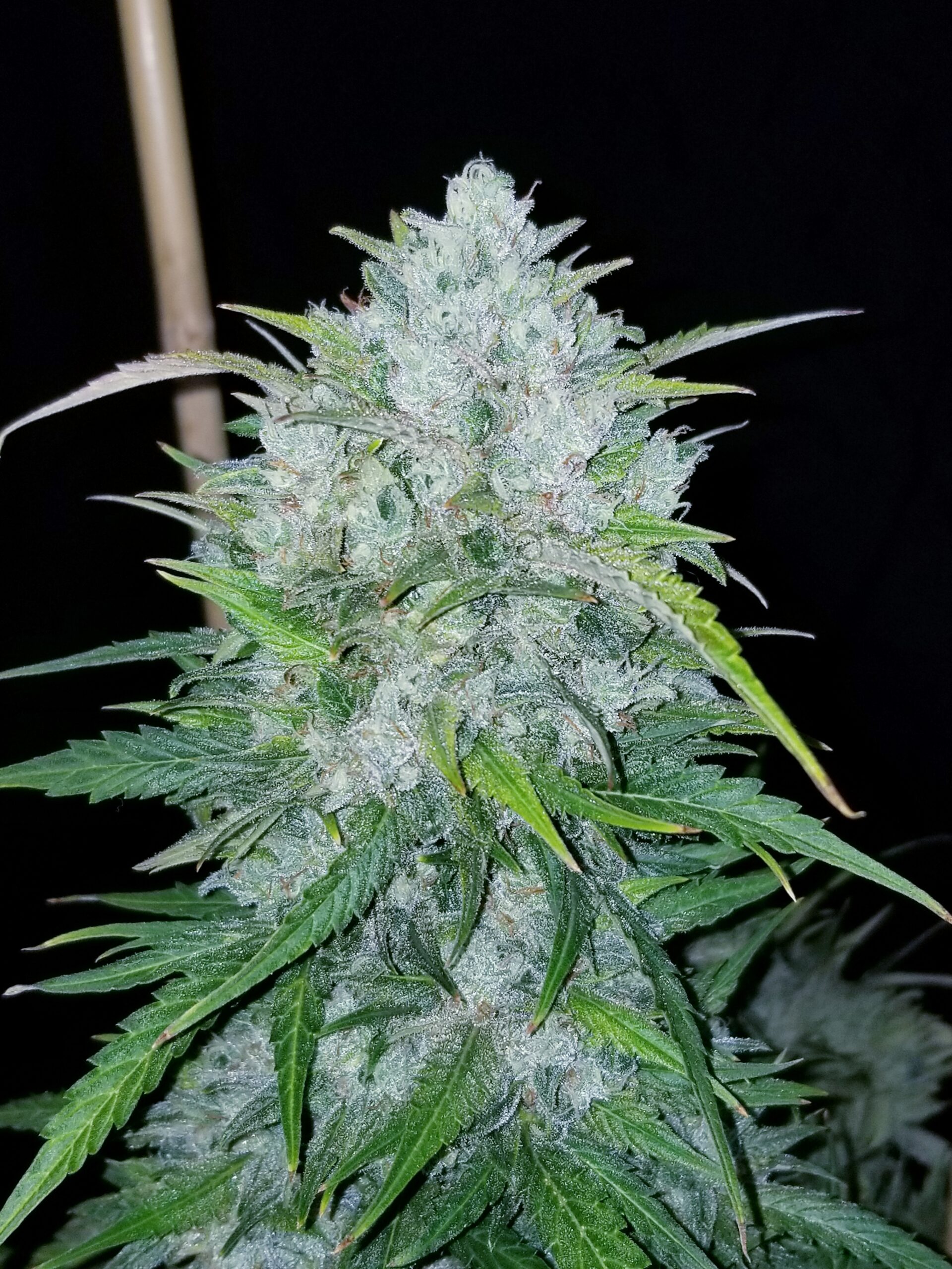 Bruce Banner #3 Auto (BSB Genetics)