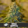 Bruce Banner #3 (BlimBurn Seeds)