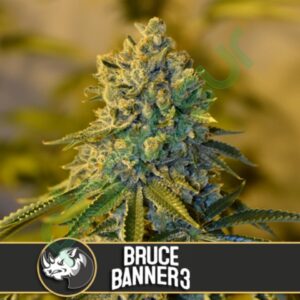 Bruce Banner #3 (BlimBurn Seeds)