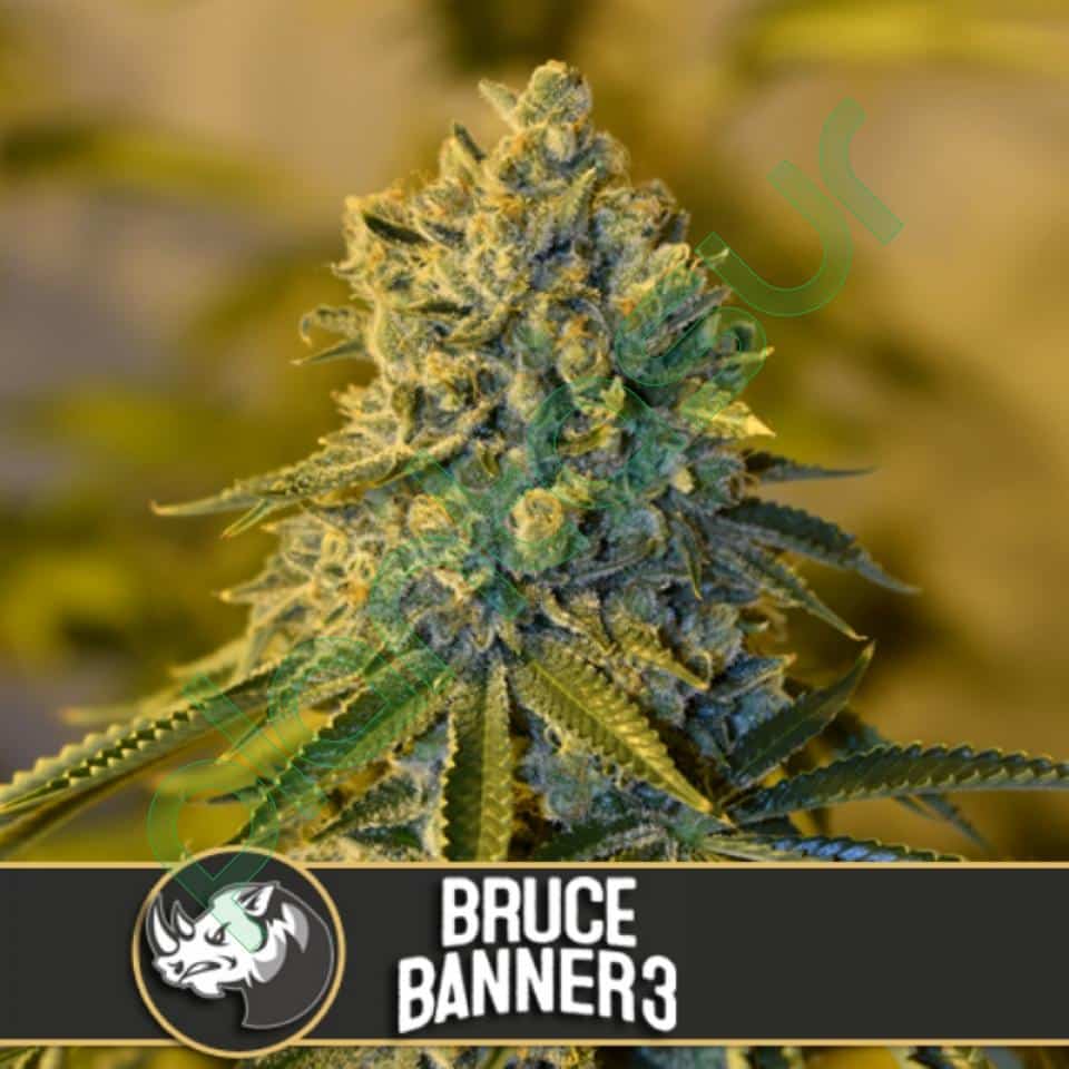 Bruce Banner #3 (BlimBurn Seeds)