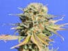 Bruce Banner #3 Fast