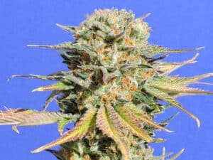 Bruce Banner #3 Fast