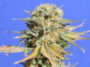 Bruce Banner #3 Fast