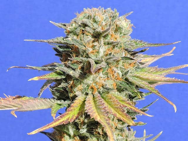 Bruce Banner #3 Fast