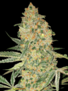 Bruce Banner (Advanced Seeds)