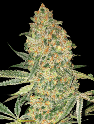 Bruce Banner (Advanced Seeds)