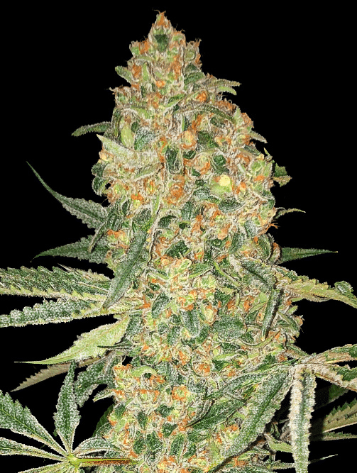Bruce Banner (Advanced Seeds)