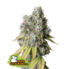 Bruce Banner Auto (Seedstockers)