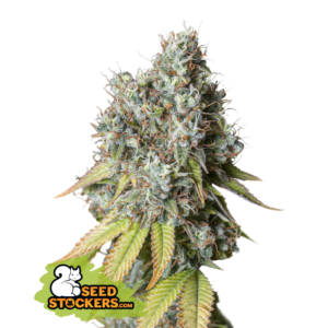Bruce Banner Auto (Seedstockers)