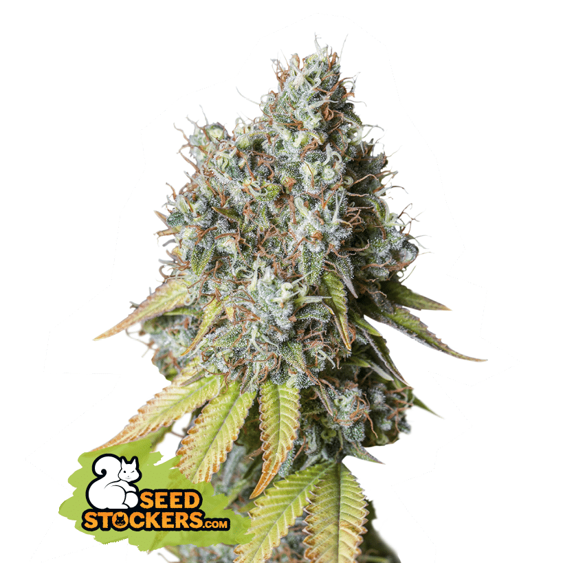 Bruce Banner Auto (Seedstockers)