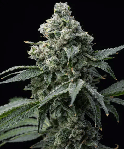 Bruce Banner (Barney’s Farm)