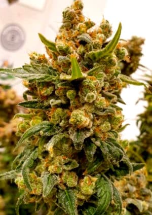 Bruce Banner (BSB Genetics)