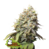 Bruce Banner (Seedstockers)