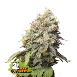 Bruce Banner (Seedstockers)