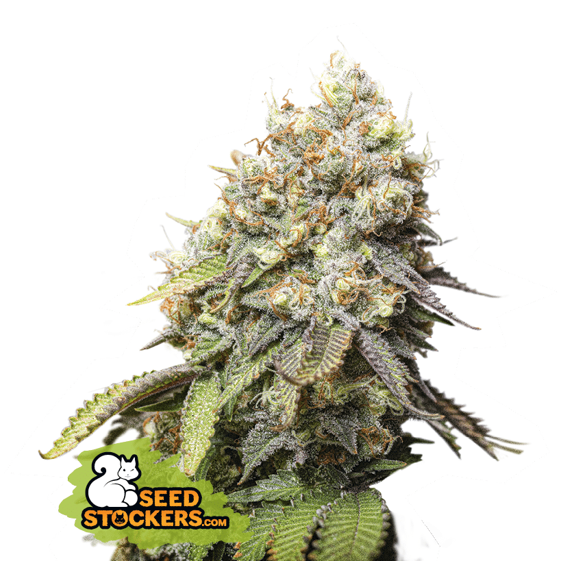 Bruce Banner (Seedstockers)