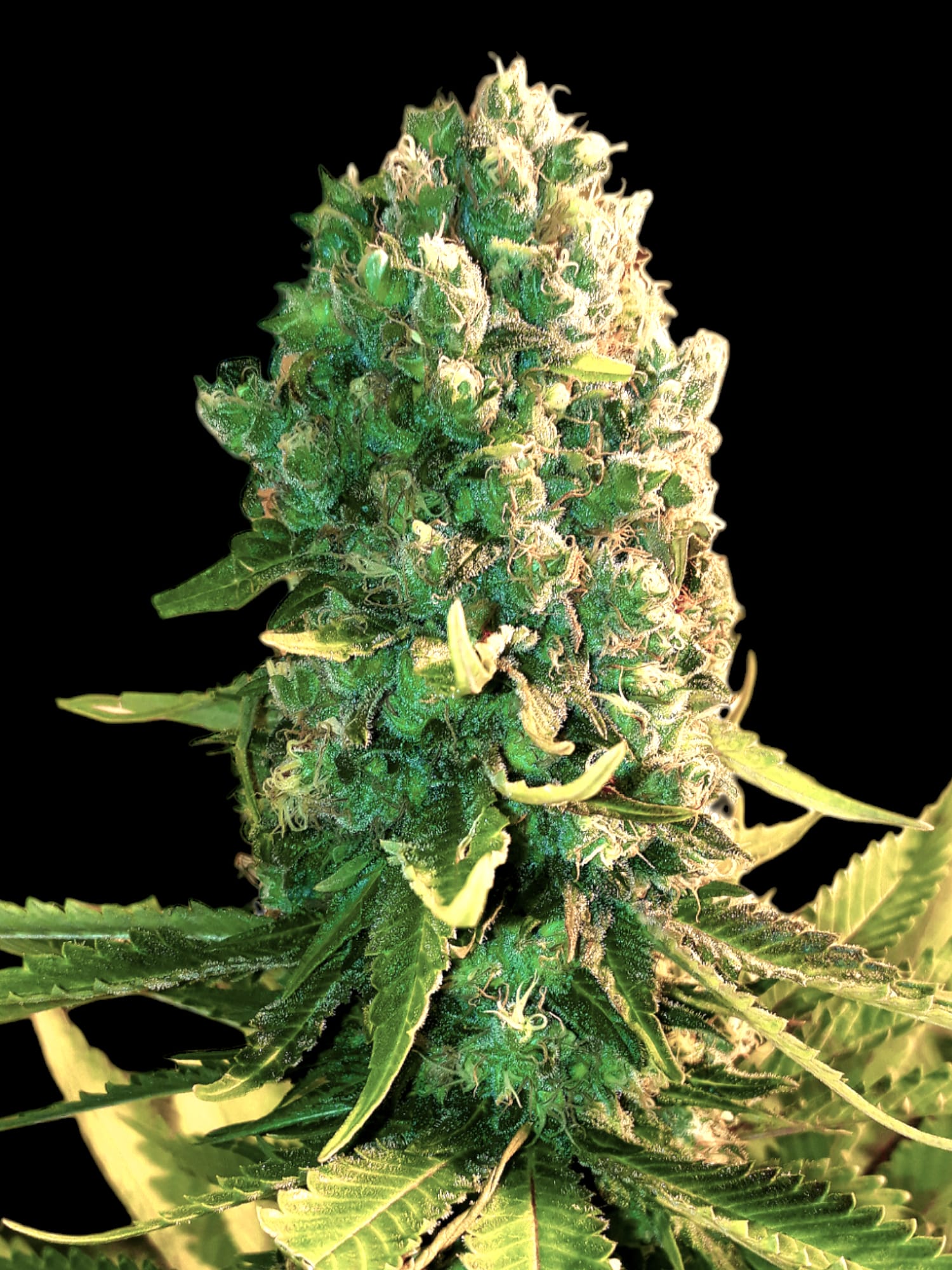 BSBs Cali Collection Blueberry Dream