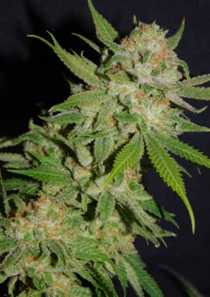 BSBs Cali Collection Chemdawg #4