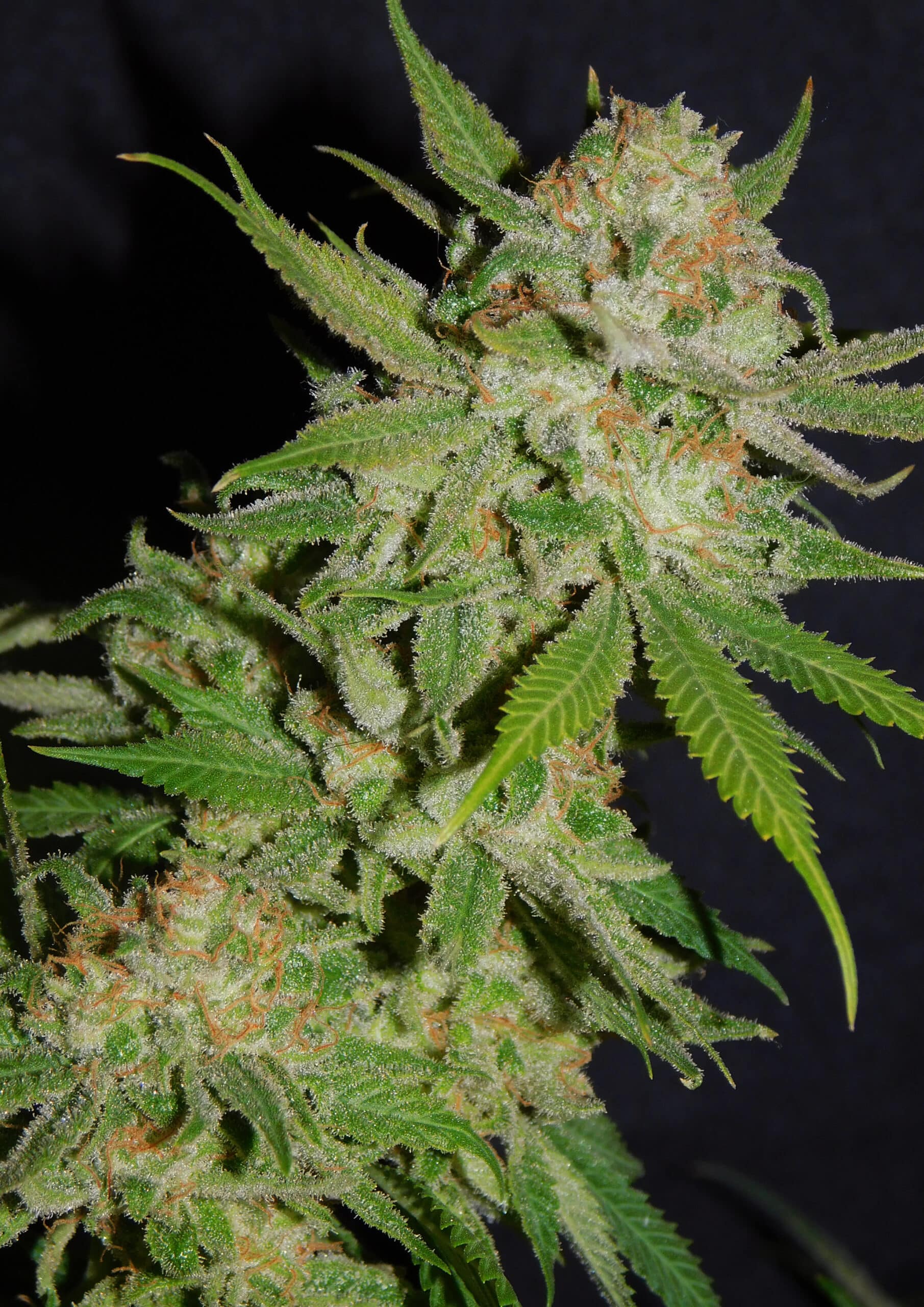BSBs Cali Collection Chemdawg #4