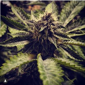 BSBs Cali Collection Cherry Pie