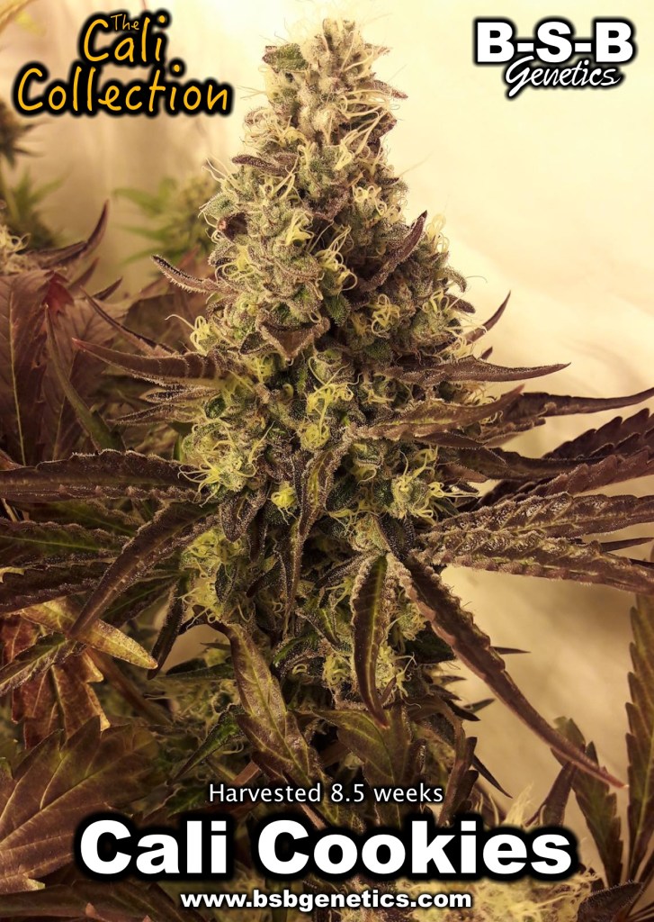 BSBs Cali Collection Girl Scout Cookies