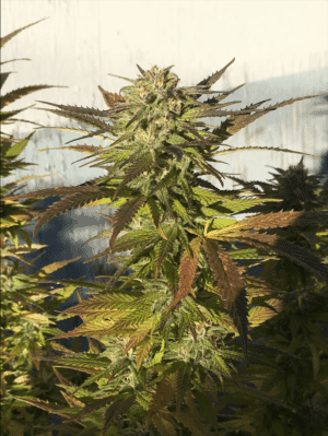 BSBs Cali Collection Green Crack