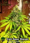 BSBs Cali Collection Sour Diesel
