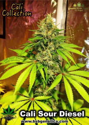 BSBs Cali Collection Sour Diesel