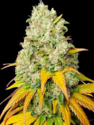 BSBs Cali Collection Sunset Sherbet