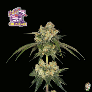 Bubba Cheesecake