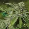 Bubba Haze Reg.