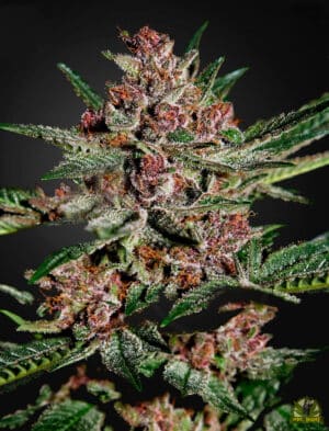 Bubba Kush (Green House Seed)
