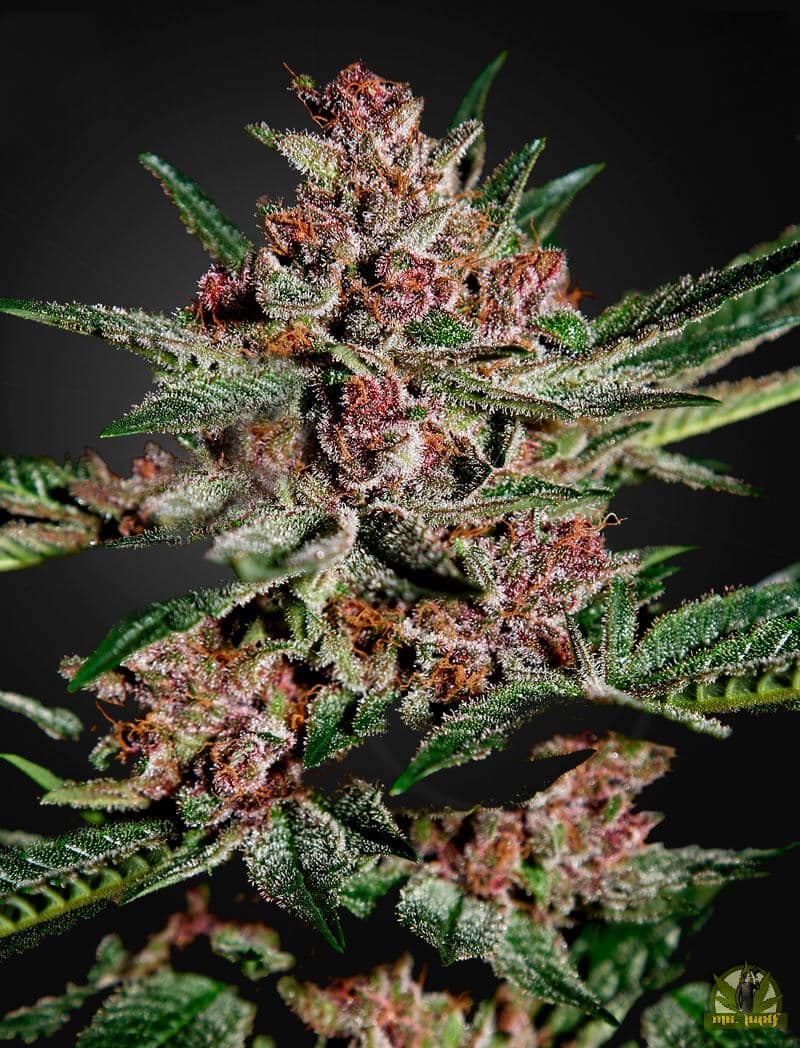 Bubba Kush (Green House Seed)