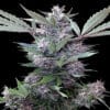 Bubba Kush x PCK Reg.