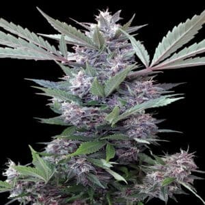 Bubba Kush x PCK Reg.