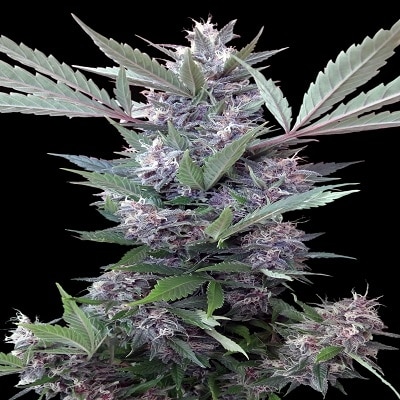 Bubba Kush x PCK Reg.