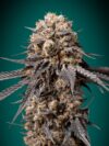 Bubba's Gift (00 Seeds)