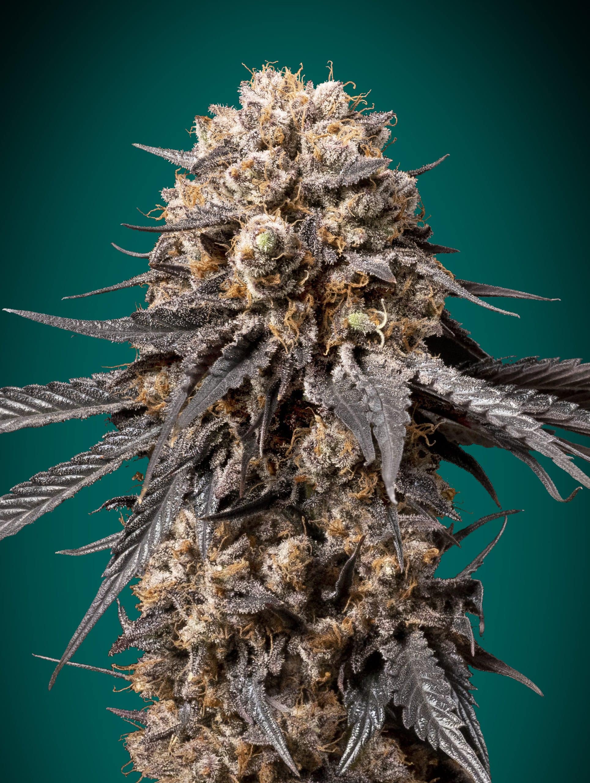 Bubba's Gift (00 Seeds)
