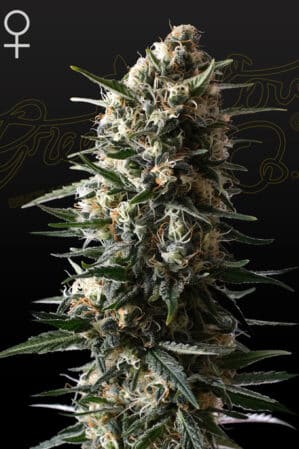 Bubba Slush