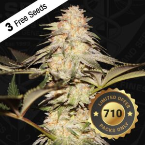 Bubble Banana Gum 710 Special Pack