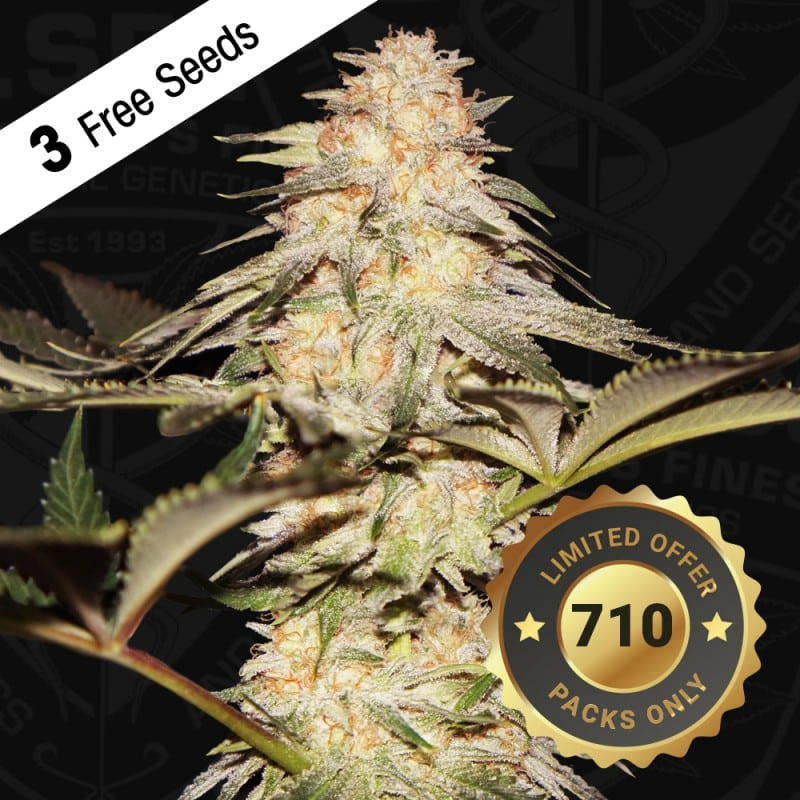 Bubble Banana Gum 710 Special Pack